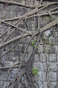 Tree roots on wall, Hong Kong Zoological and Botanical Gardens, 20 February 2014