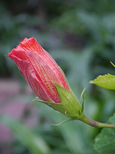 Flower, Hong Kong Zoological and Botanical Gardens, 20 February 2014