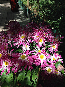 Flowers, Hong Kong Zoological and Botanical Gardens, 20 February 2014