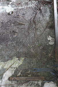 Roots on a wall, Sham Shui Po, 3 February 2014