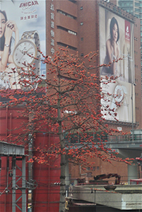 Cotton tree, Hung Hom, 28 March 2014