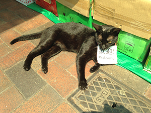 Cat with a welcome sign, Queen's Road West, Sheung Wan, 20 March 2014