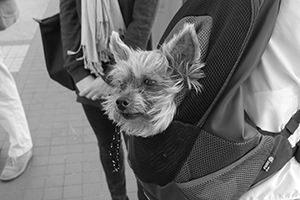 Dog, Central Ferry Piers, 6 April 2014