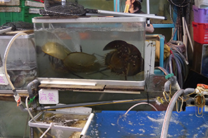 Live horseshoe crabs for sale as food, near the North Point Ferry Pier, 22 April 2014