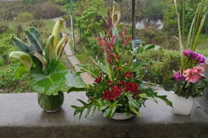 Potted plants, Yim Tin Tsai, Sai Kung, 6 April 2014