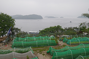 Farm, Yim Tin Tsai, Sai Kung, 6 April 2014