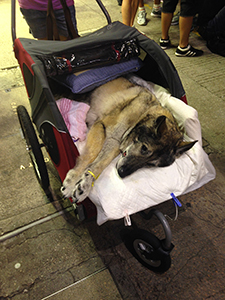 Dog at the Umbrella Movement occupation site at Causeway Bay, 29 September 2014