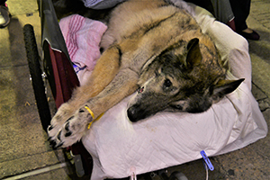Dog at the Umbrella Movement occupation site at Causeway Bay, 29 September 2014