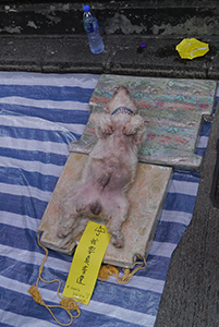 Mongkok Umbrella Movement occupation site, Nathan Road, 26 October 2014