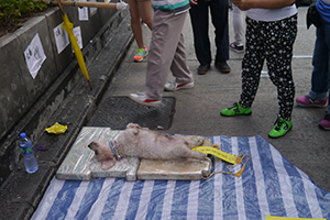 Mongkok Umbrella Movement occupation site, Nathan Road, 26 October 2014