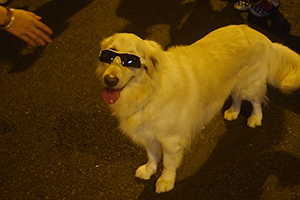 Dog at Central Umbrella Movement occupation site, Connaught Road Central, 1 October 2014
