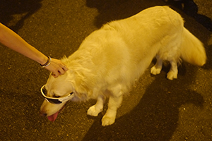 Dog at Central Umbrella Movement occupation site, Connaught Road Central, 1 October 2014