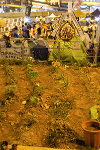 Garden at the Admiralty Umbrella Movement occupation site, Harcourt Road, 30 November 2014