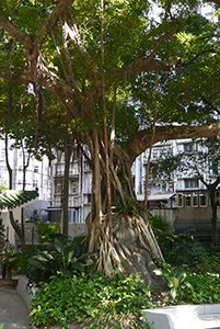 Tree in Hollywood Road Park, Sheung Wan, 15 November 2014