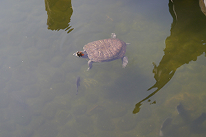 Turtle, Hollywood Road Park, Sheung Wan, 15 November 2014