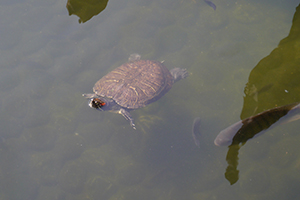 Turtle, Hollywood Road Park, Sheung Wan, 15 November 2014