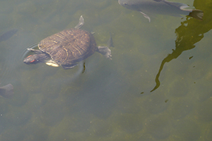 Turtle, Hollywood Road Park, Sheung Wan, 15 November 2014