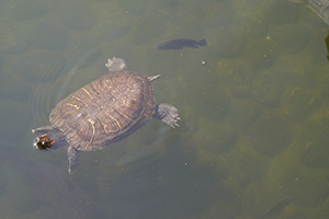 Turtle, Hollywood Road Park, Sheung Wan, 15 November 2014