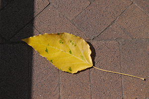 Fallen leaf, Hollywood Road Park, Sheung Wan, 15 November 2014