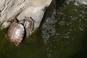 Turtles, Hollywood Road Park, Sheung Wan, 15 November 2014