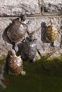 Turtles, Hollywood Road Park, Sheung Wan, 15 November 2014