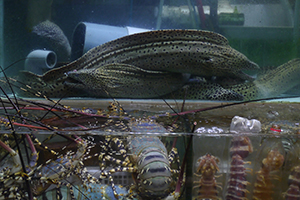 Fish tanks at a seafood restaurant, Sai Kung, 29 November 2014