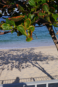 Tree shadow on Tung Wan beach, Cheung Chau, 22 November 2014