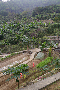 Farmland, Ma On Shan Country Park, 29 November 2014