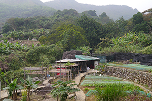 Farmland, Ma On Shan Country Park, 29 November 2014