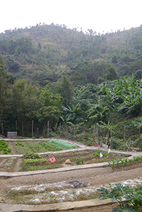 Farmland, Ma On Shan Country Park, 29 November 2014