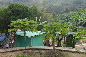 Farmland, Ma On Shan Country Park, 29 November 2014