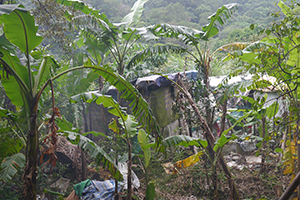 Banana trees in Ma On Shan Country Park, 29 November 2014