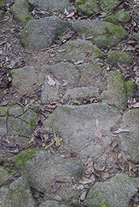 Rocky path with dried leaves, Ma On Shan Country Park, 29 November 2014