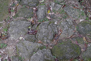 Rocky path with dried leaves, Ma On Shan Country Park, 29 November 2014