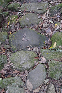 Rocky path with dried leaves, Ma On Shan Country Park, 29 November 2014