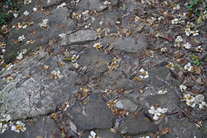 Old stone path with dried flowers, Ma On Shan Country Park, 29 November 2014