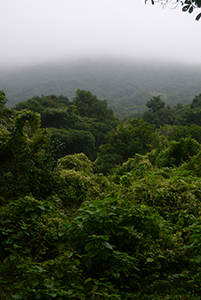 Mist, Ma On Shan Country Park, 29 November 2014