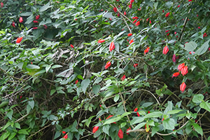 Flowers, Ma On Shan Country Park, 29 November 2014