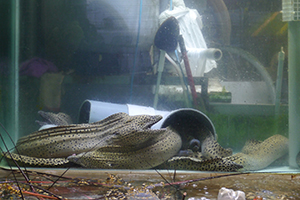 Fish tanks at a seafood restaurant, Sai Kung, 29 November 2014