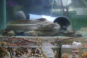 Fish tanks at a seafood restaurant, Sai Kung, 29 November 2014