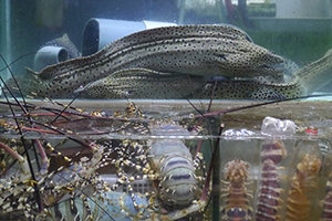 Fish tanks at a seafood restaurant, Sai Kung, 29 November 2014