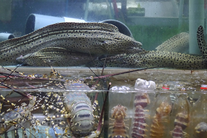 Fish tanks at a seafood restaurant, Sai Kung, 29 November 2014