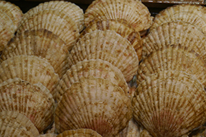 Scallops at a seafood restaurant, Sai Kung, 29 November 2014
