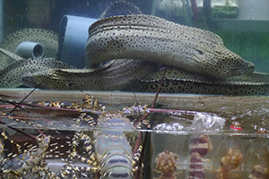 Fish tank at a seafood restaurant, Sai Kung, 29 November 2014