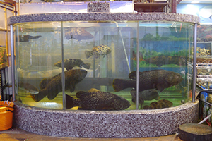 Fish tank at a seafood restaurant, Sai Kung, 29 November 2014