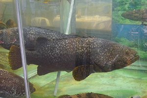 Fish tank at a seafood restaurant, Sai Kung, 29 November 2014