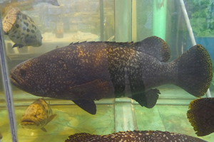 Fish tank at a seafood restaurant, Sai Kung, 29 November 2014