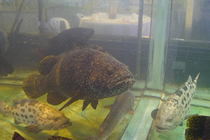 Fish tank at a seafood restaurant, Sai Kung, 29 November 2014