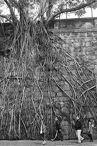 Tree roots on a stone wall, Forbes Street, Kennedy Town, Hong Kong Island, 28 December 2014