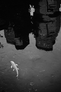 Pond, Hong Kong Park, 24 December 2014